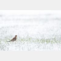 5472 x 3648 Px   _RM_160428_MG_6583.jpg