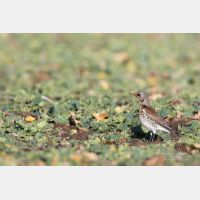 5472 x 3648 Px   _RM_180204_7D2_0064.jpg