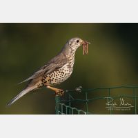 3457 x 2304_Px _RM_110422_MG_1636.jpg