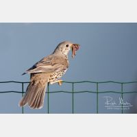 3512 x 2341_Px _RM_110422_MG_1650.jpg