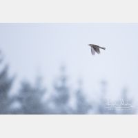 4338 x 2892_Px _RM_160428_MG_6543.jpg