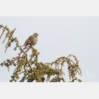 4554 x 3036_Px _RM_140218_MG_1893.jpg