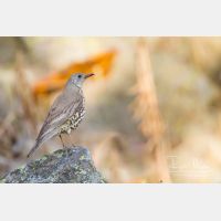 4934 x 3289_Px _RM_140513_MG_0919.jpg