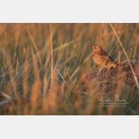 5112 x 3408 Px   _RM_191031_D2_7489.jpg