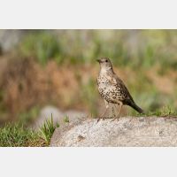 5184 x 3456_Px _RM_140513_MG_0909.jpg