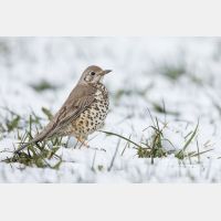 5233 x 3489 Px   _RM_200330_D4_2869.jpg