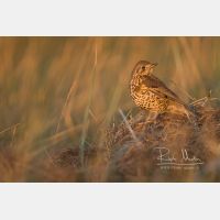 5472 x 3648 Px   _RM_191031_D2_7521.jpg