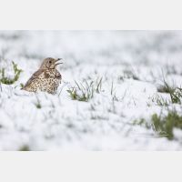 5755 x 3837 Px   _RM_200330_D4_2861.jpg