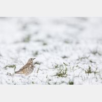 6102 x 4068 Px   _RM_200330_D4_2836.jpg