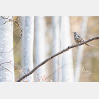 6720 x 4480 Px   _RM_190327_D4_2904.jpg