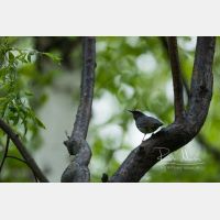 5144 x 3429 Px   _RM_190603_D4_4132.jpg