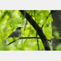 5282 x 3521 Px   _RM_190603_D4_4203.jpg