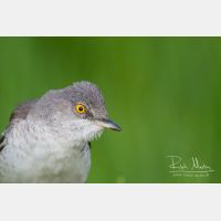 3351 x 2234_Px _RM_120531_MG_2274.jpg