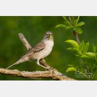 4312 x 2874_Px _RM_120531_MG_2259.jpg