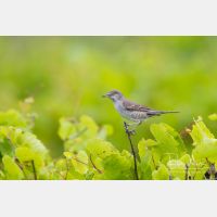 4403 x 2936_Px _RM_120531_MG_2663.jpg