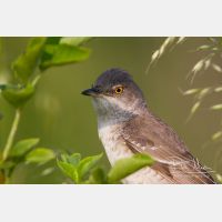 4470 x 2980_Px _RM_120531_MG_2313.jpg