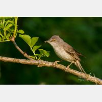 4475 x 2983_Px _RM_120531_MG_2165.jpg