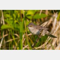 4555 x 3037_Px _RM_120531_MG_2196.jpg