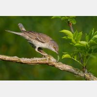 4746 x 3164_Px _RM_120531_MG_2222.jpg