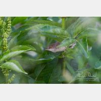 4821 x 3214_Px _RM_120531_MG_2127.jpg