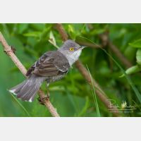 4824 x 3216_Px _RM_120531_MG_2284.jpg