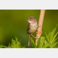 4841 x 3227_Px _RM_120531_MG_2172.jpg