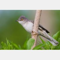 4848 x 3232_Px _RM_120531_MG_2294.jpg