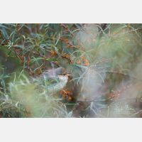 5181 x 3454 Px   _RM_181030__D3_1400.jpg