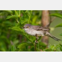 5184 x 3456_Px _RM_120531_MG_2306.jpg