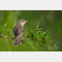 5619 x 3746_Px _RM_120531_MG_2318_b.jpg