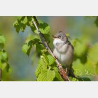 3456 x 2304_Px _RM_110413_MG_8577.jpg