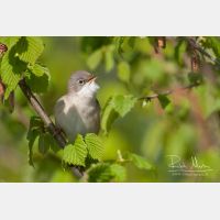 3624 x 2416_Px _RM_110413_MG_8561.jpg