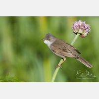 3802 x 2534_Px _RM_150530_MG_7182.jpg