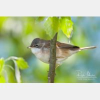 3888 x 2592_Px _RM_110413_MG_8620_b.jpg