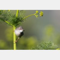 4096 x 2731_Px _RM_150530_MG_7150.jpg