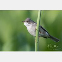 4443 x 2962_Px _RM_150530_MG_7199.jpg