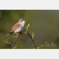 4639 x 3093_Px _RM_120417_MG_1635.jpg