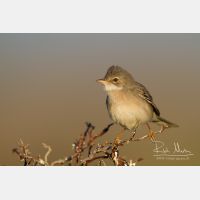 4688 x 3125_Px _RM_140519_MG_2593.jpg