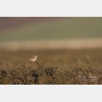 4871 x 3247_Px _RM_150519_MG_8667.jpg