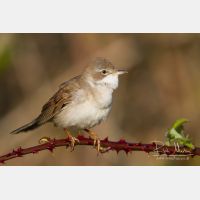 4909 x 3273_Px _RM_120417_MG_1598.jpg