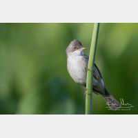 4909 x 3273_Px _RM_150530_MG_7207.jpg