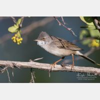 5176 x 3450_Px _RM_150530_MG_7266.jpg