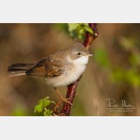 5184 x 3456_Px _RM_120417_MG_1416.jpg