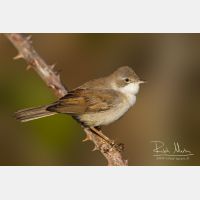 5184 x 3456_Px _RM_120417_MG_1449_b.jpg