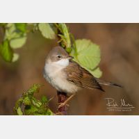 5184 x 3456_Px _RM_120417_MG_1517.jpg