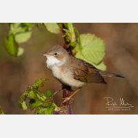 5184 x 3456_Px _RM_120417_MG_1530.jpg