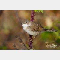 5184 x 3456_Px _RM_120417_MG_1543.jpg