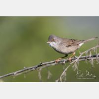 5472 x 3648_Px _RM_150530_MG_7242.jpg