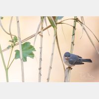 5472 x 3648 Px   _RM_190427_D2_3268.jpg