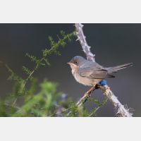 5472 x 3648 Px   _RM_190427_D2_3275.jpg